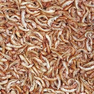 Tropıcal Gammarus 100gr (Tatlı Su Karidesi)