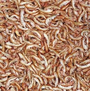 Tropıcal%20Gammarus%2050gr%20(Tatlı%20Su%20Karidesi)